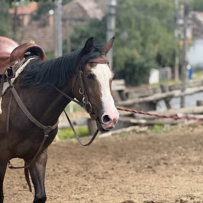 Urban Cowboy