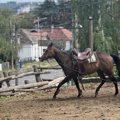 Konjčki klub Beograd