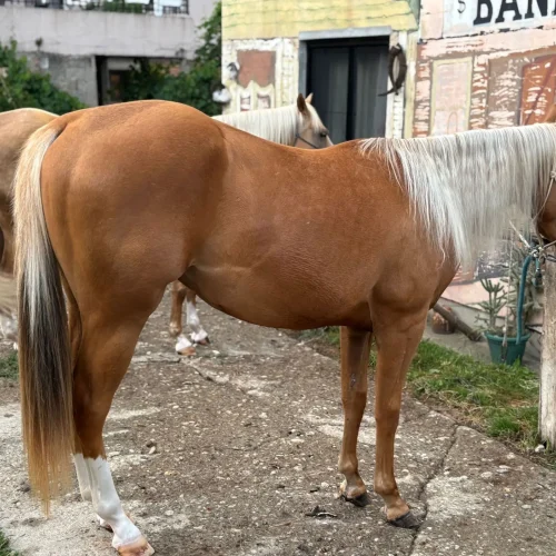 Urban Cowboy ranč jahanje
