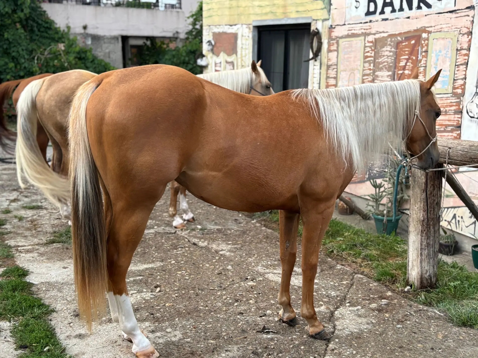 Urban Cowboy ranč jahanje